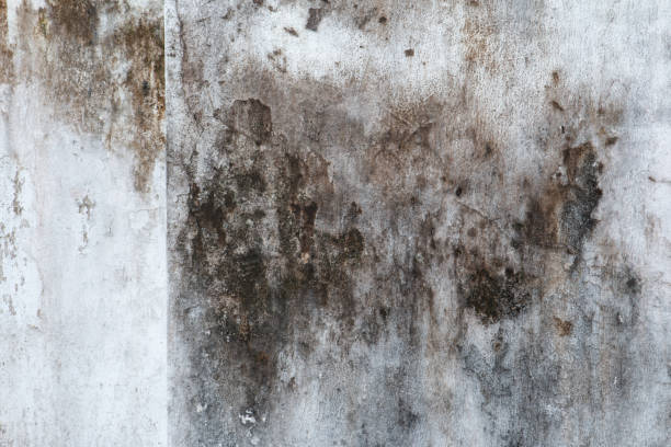 Best HVAC Mold Inspection and Cleaning  in Wilmerding, PA