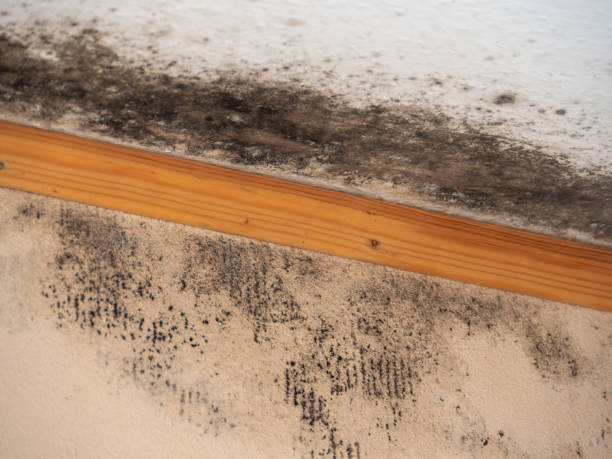 Best Environmental Consulting for Mold Prevention  in Wilmerding, PA