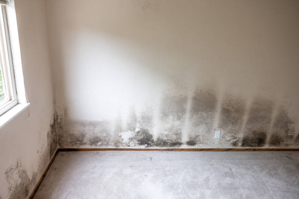 Best Water Damage & Mold Remediation  in Wilmerding, PA